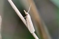Ematheudes punctella