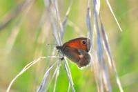 Coenonympha pamphilus