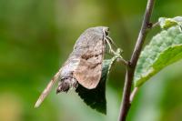 Macroglossum stellatarum