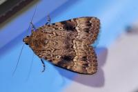 Amphipyra pyramidea