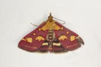 Pyrausta purpuralis