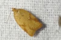 Acleris ferrugana/notana