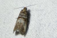Acrobasis advenella