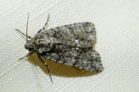 Acronicta rumicis