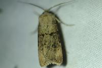 Agrotis segetum
