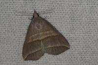 Colobochyla salicalis