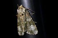 Craniophora ligustri