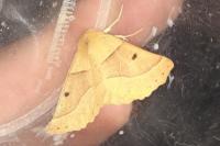 Crocallis elinguaria