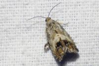 Cydia fagiglandana/splendana