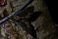 Dypterygia scabriuscula