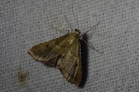 Endotricha flammealis