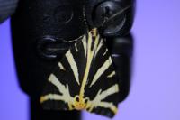 Euplagia quadripunctaria