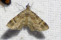 Gymnoscelis rufifasciata