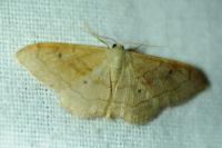Idaea aversata