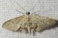 Idaea seriata