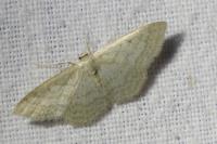 Idaea subsericeata