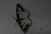 Lomaspilis marginata