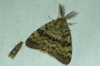Lymantria dispar
