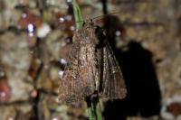 Mesapamea secalella/secalis