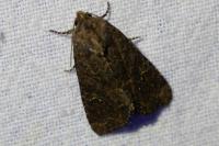 Mesapamea secalella/secalis