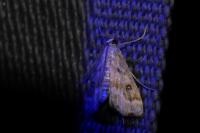 Parapoynx stratiotata