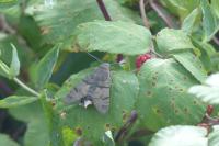 Macroglossum stellatarum