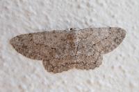 Hypomecis punctinalis