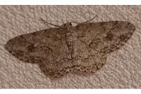 Peribatodes rhomboidaria