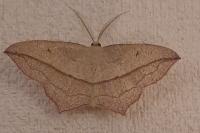Timandra comae