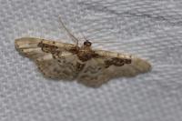 Idaea rusticata