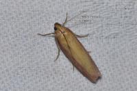 Oncocera semirubella