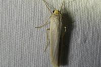 Eilema caniola