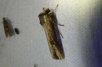 Axylia putris