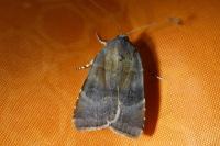 Noctua janthe/janthina