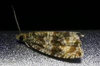 Celypha lacunana
