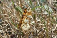 Melitaea phoebe