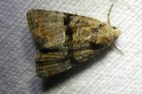 Mesoligia furuncula