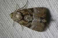 Mesoligia furuncula