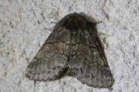 Gluphisia crenata