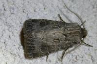 Agrotis bigramma