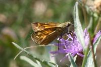 Ochlodes sylvanus