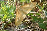 Sitochroa verticalis