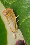 Agriphila straminella