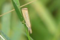 Agriphila straminella