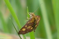 Pyrausta purpuralis
