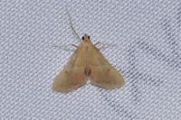 Endotricha flammealis