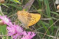 Argynnis paphia