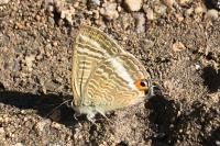 Lampides boeticus