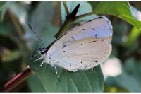Celastrina argiolus