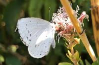 Celastrina argiolus